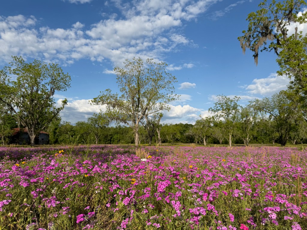 A gorgeous field of flowers.